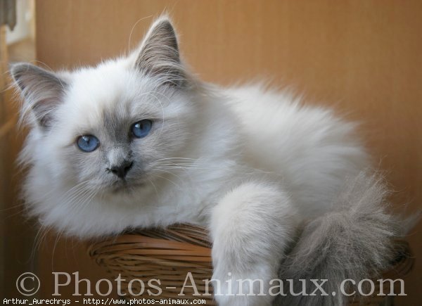 Photo de Sacr de birmanie