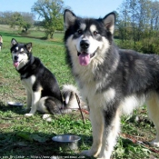 Photo de Malamute de l'alaska