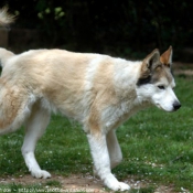 Photo de Husky siberien