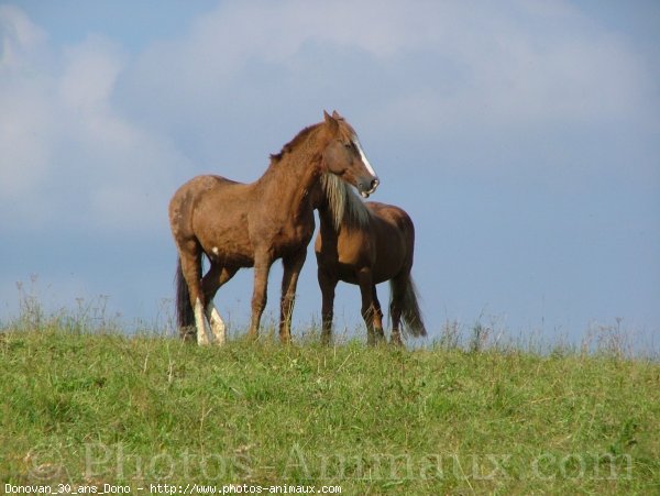 Photo de Races diffrentes