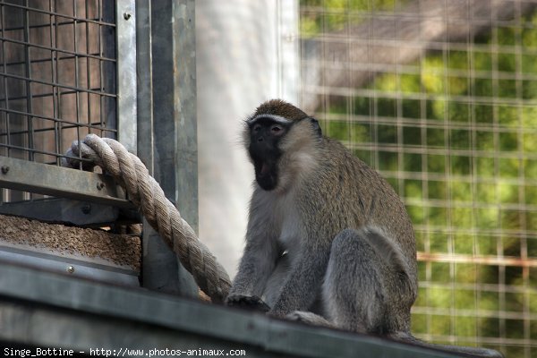 Photo de Singe