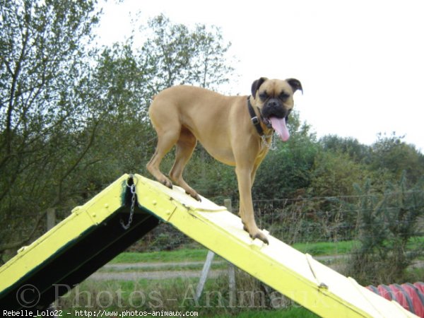 Photo de Boxer