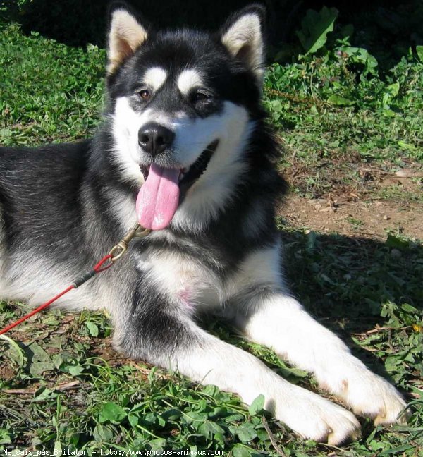 Photo de Malamute de l'alaska