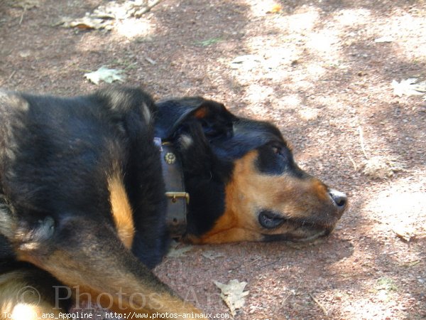 Photo de Rottweiler