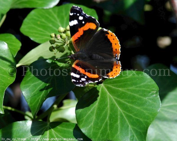 Photo de Papillon