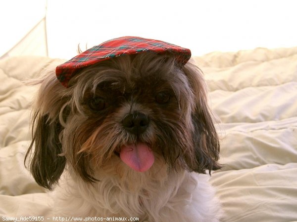 Photo de Shih tzu