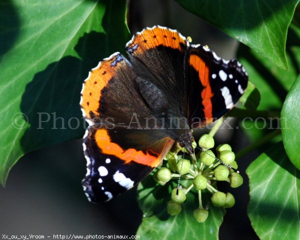 Photo de Papillon