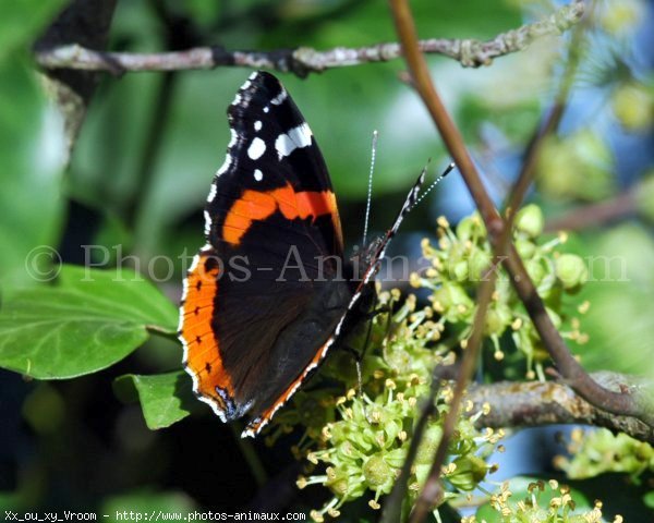 Photo de Papillon