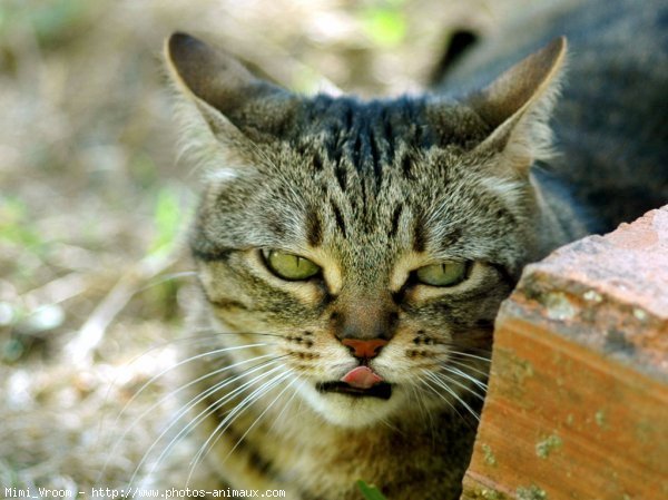 Photo de Chat domestique