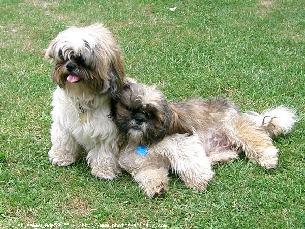 Photo de Shih tzu