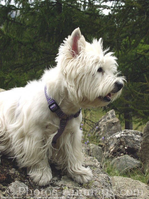 Photo de West highland white terrier