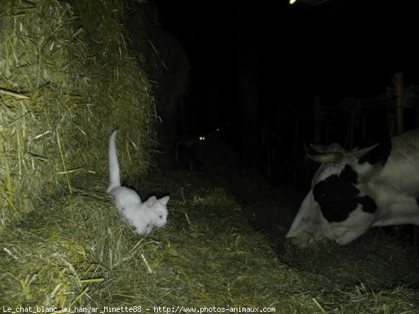 Photo de Chat domestique