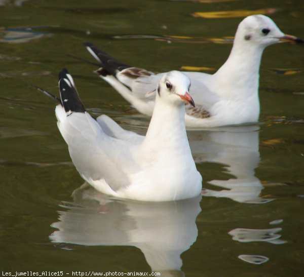 Photo de Mouette