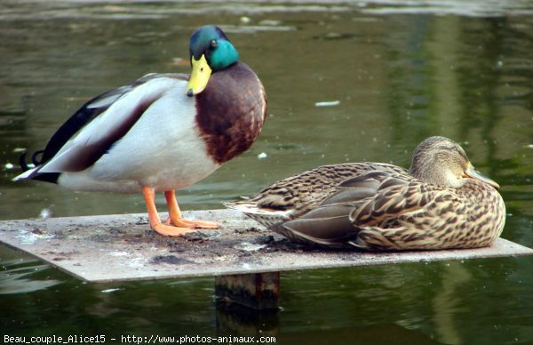 Photo de Canard