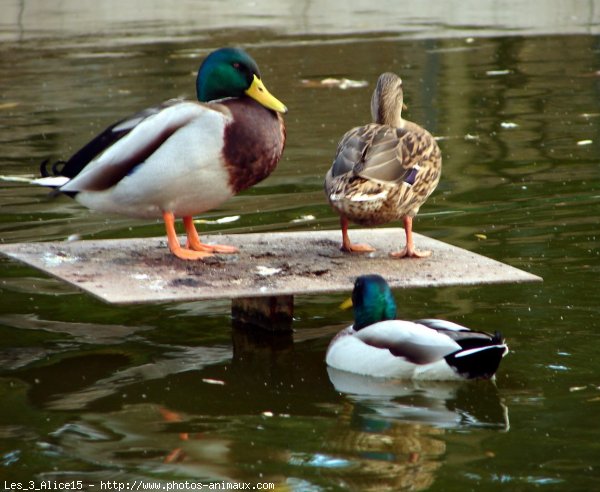 Photo de Canard