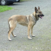 Photo de Berger belge malinois