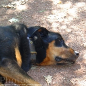 Photo de Rottweiler