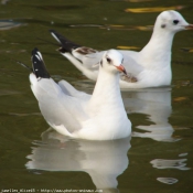 Photo de Mouette