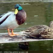 Photo de Canard