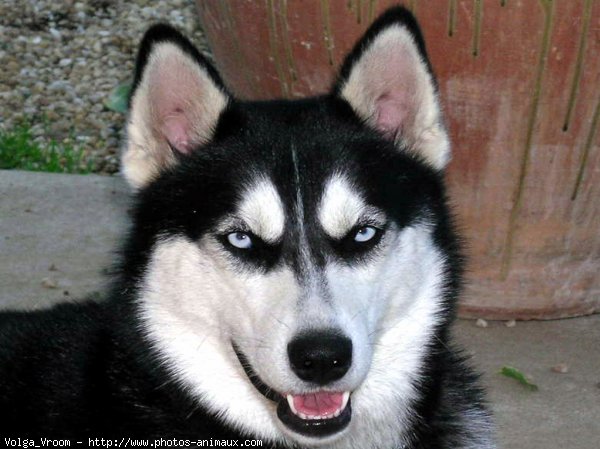 Photo de Husky siberien