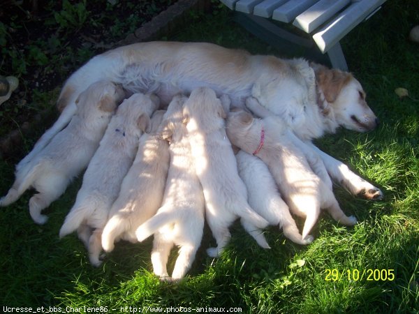 Photo de Golden retriever