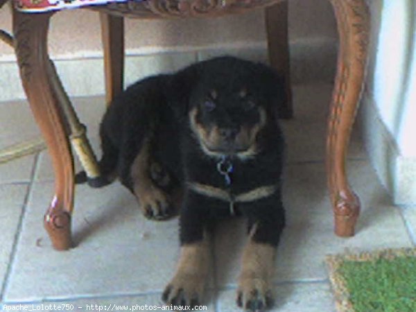 Photo de Rottweiler