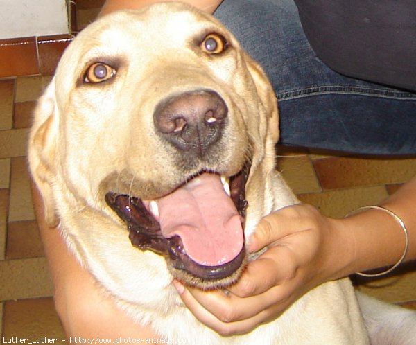 Photo de Labrador retriever