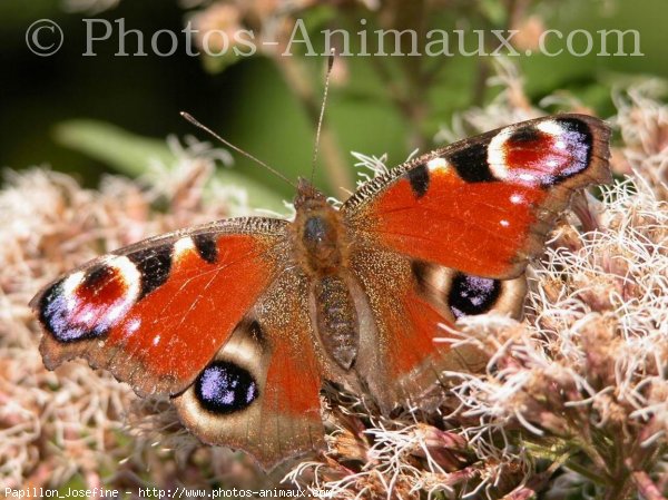 Photo de Papillon