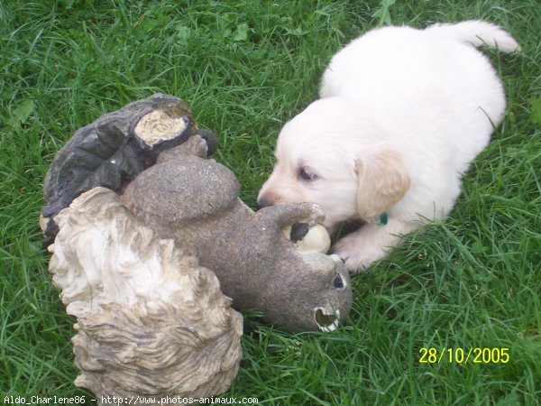 Photo de Golden retriever