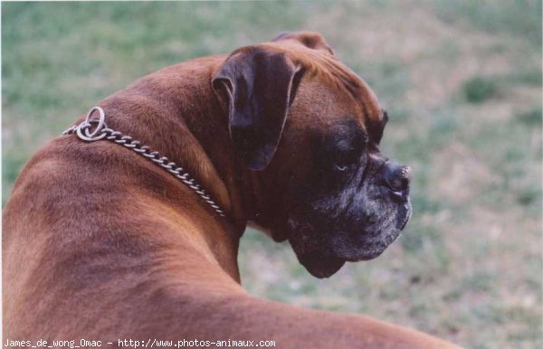 Photo de Boxer