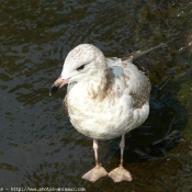 Photo de Mouette