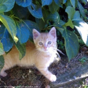 Photo de Chat domestique