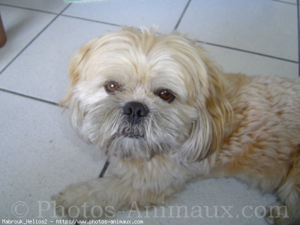 Photo de Lhassa apso