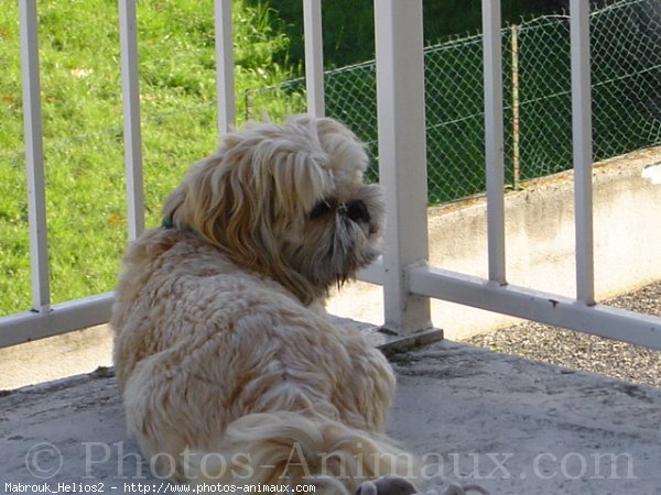 Photo de Lhassa apso