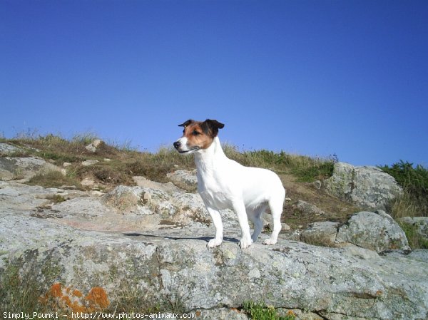 Photo de Jack russell terrier