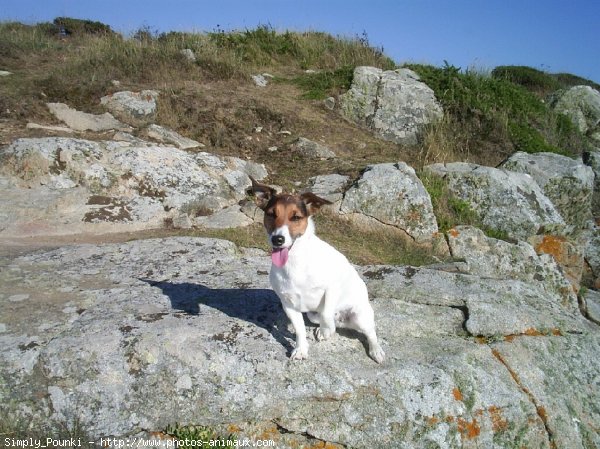 Photo de Jack russell terrier