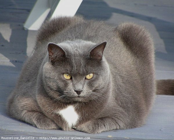 Photo de Chat domestique