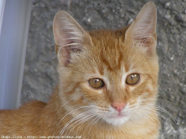 Photo de Chat domestique