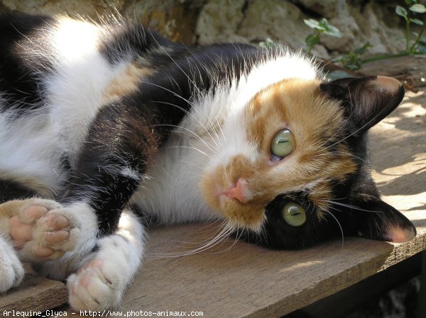 Photo de Chat domestique