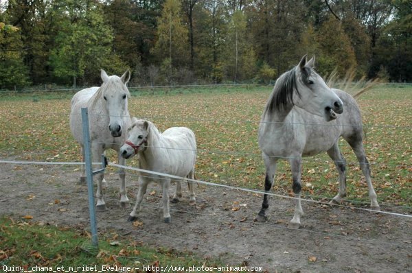 Photo de Races diffrentes