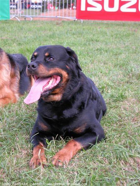 Photo de Rottweiler