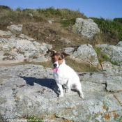 Photo de Jack russell terrier