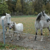 Photo de Races diffrentes