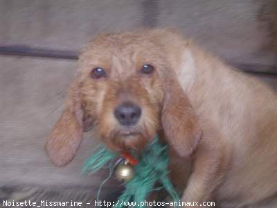 Photo de Basset fauve de bretagne