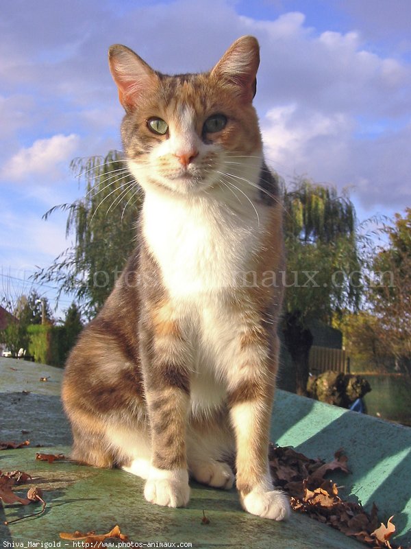 Photo de Chat domestique