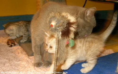 Photo de British shorthair