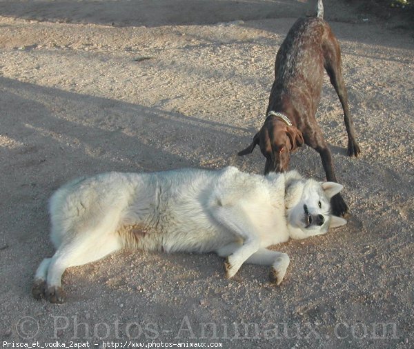 Photo de Races diffrentes