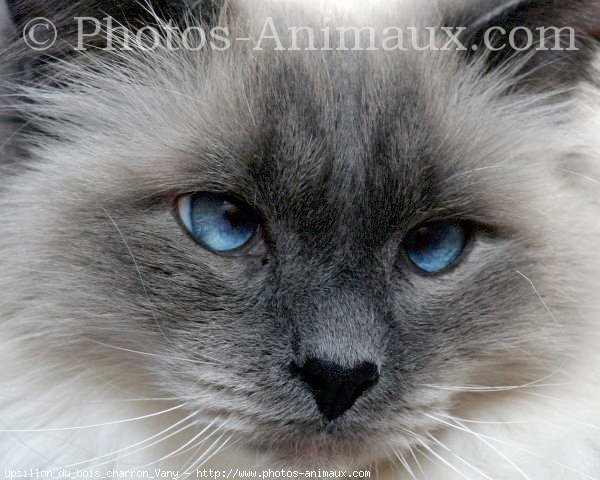 Photo de Sacr de birmanie