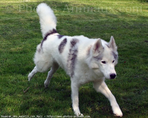 Photo de Husky siberien