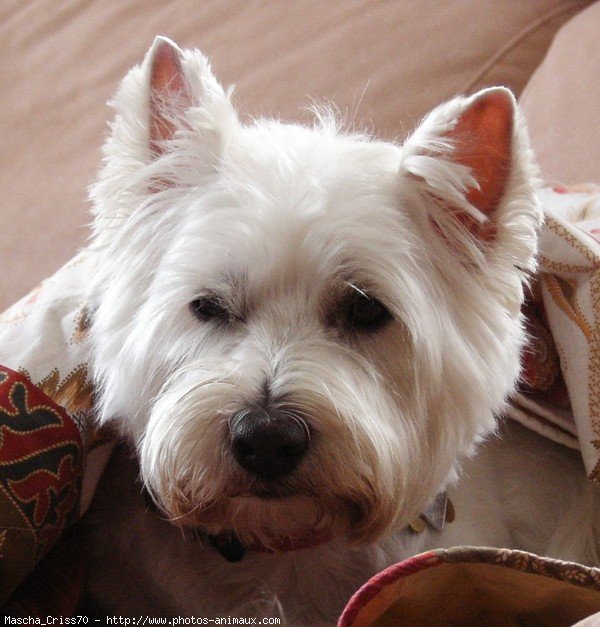 Photo de West highland white terrier